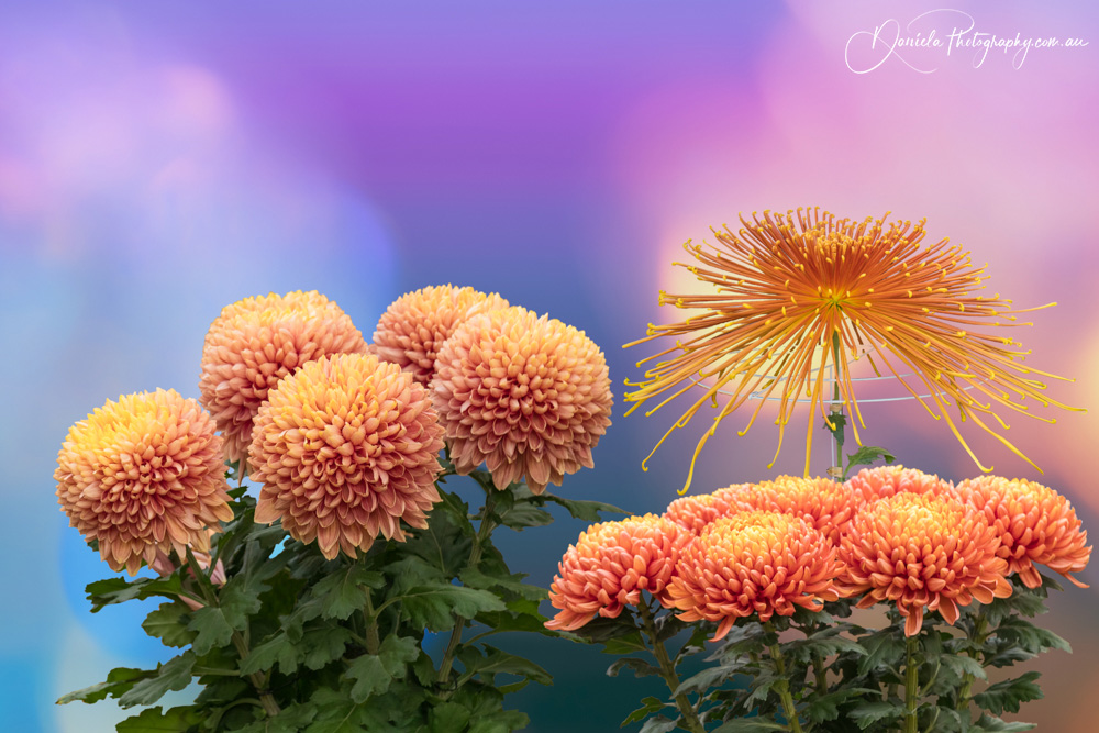 Chrysanthemums are displayed in autumn at the Japanese Festival in Tokyo